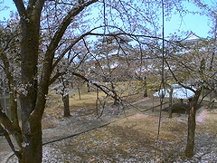 長岡市 桜 情報 長岡市 桜 情報