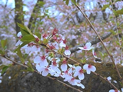 長岡市 桜 情報 長岡市 桜 情報