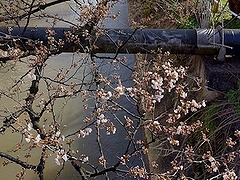 「福島江」の画像1
