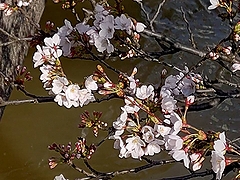 「福島江」の画像2