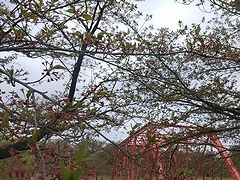 「越路河川公園」の画像1