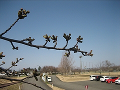 「越路河川公園」の画像2