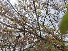 「越路河川公園」の画像2