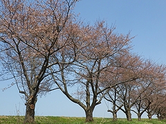 「万本桜植樹帯」の画像1