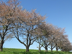 「万本桜植樹帯」の画像1