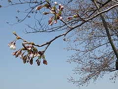 「万本桜植樹帯」の画像2