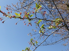 「万本桜植樹帯」の画像2