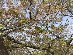 「河川緑地たちばな公園」の画像2