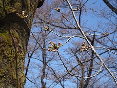 「悠久山公園」の画像2