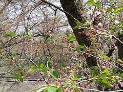 「悠久山公園」の画像2