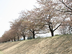 「越路河川公園」の画像1