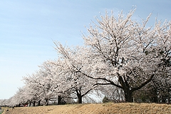 「越路河川公園」の画像1