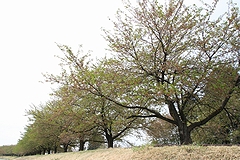 「越路河川公園」の画像1