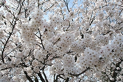 「越路河川公園」の画像2