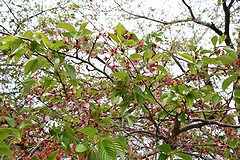 「越路河川公園」の画像2