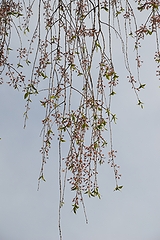 「栗山沢」の画像2