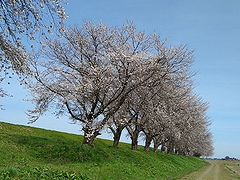 「万本桜植樹帯」の画像1