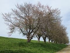 「万本桜植樹帯」の画像1