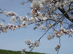 「万本桜植樹帯」の画像2