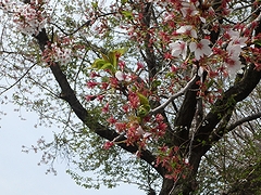 「万本桜植樹帯」の画像2