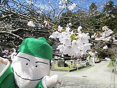 「妙法寺」の画像2