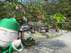 「妙法寺」の画像2