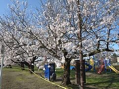 「河川緑地たちばな公園」の画像1