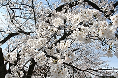 「巴ヶ丘」の画像2