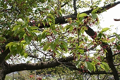 「巴ヶ丘」の画像2