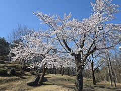 「悠久山公園」の画像1