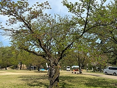 「悠久山公園」の画像1