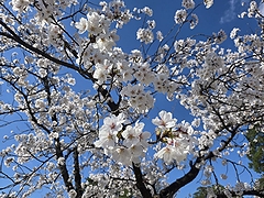 「悠久山公園」の画像2