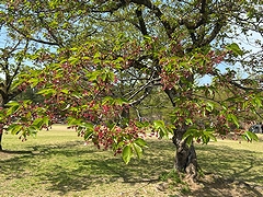 「悠久山公園」の画像2