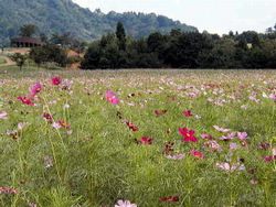 ふれあい農業公園