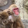 「悠久山小動物園」の画像