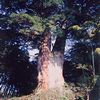 「阿弥陀瀬の大杉」の画像