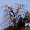 「しだれ桜」の画像