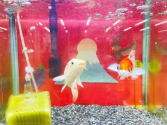 「孔雀ちゃんと小判ちゃんの近況」の画像