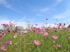 「こうえんのしき・あき」の画像1