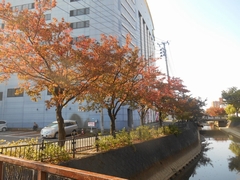 「秋の柿川②」の画像