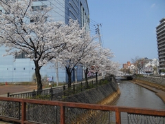 「春の柿川」の画像1