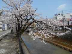 「春の柿川」の画像2