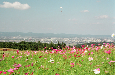 「長岡市街が見えるコスモスの丘」の画像