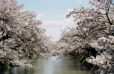 「福島江の桜並木」の画像