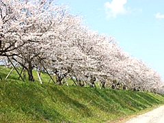 「万本桜植樹帯（中之島）」の画像