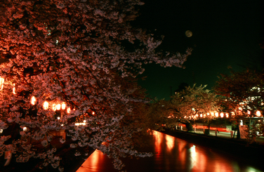 「夜桜」の画像