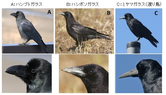 「カラスの生態について」の画像