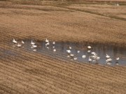 「30羽ほどの白鳥が餌を探しに来ています」の画像