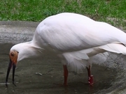 「今回放鳥された2羽の、長岡にいた頃のようす」の画像1