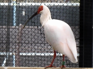 「長岡で飼育時の個体番号409 ＝ 放鳥番号206」の画像